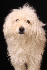 cute dog in photography studio
