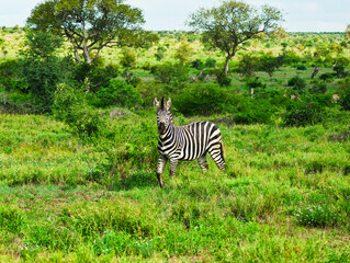 Zebra in the bush in Kruger National Park in South africa
