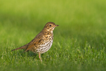 Zanglijster, Song Thrush, Turdus philomelos