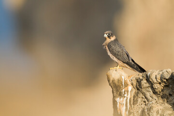 Sooty Falcon; Falco concolor