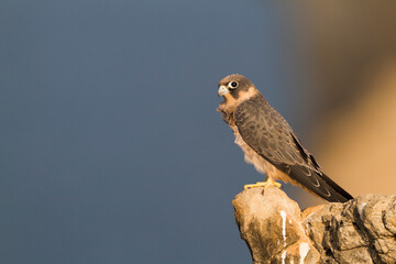 Sooty Falcon; Falco concolor
