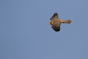 Sooty Falcon; Falco concolor