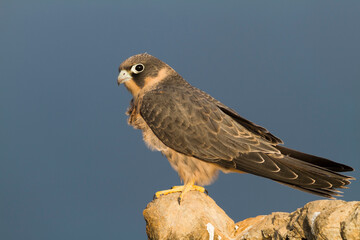 Sooty Falcon; Falco concolor