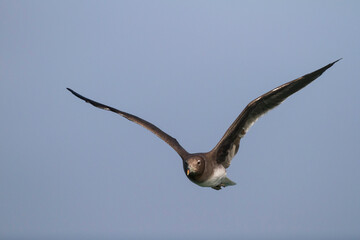 Hemprichs Meeuw, Sooty Gull, Ichthyaetus hemprichii