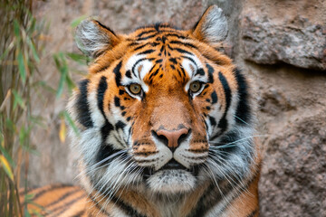 Fototapeta na wymiar a portrait of a pretty tiger