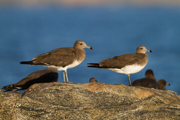 Hemprichs Meeuw, Sooty Gull, Ichthyaetus hemprichii