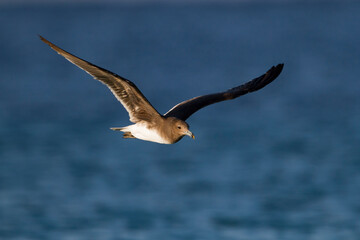 Hemprichs Meeuw, Sooty Gull, Ichthyaetus hemprichii