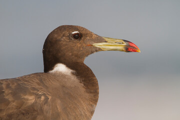 Hemprichs Meeuw, Sooty Gull, Ichthyaetus hemprichii