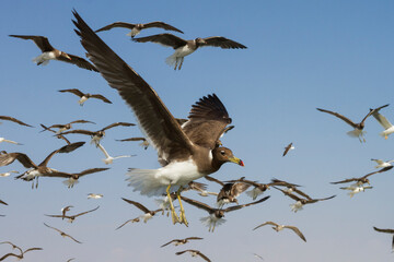 Hemprichs Meeuw, Sooty Gull, Ichthyaetus hemprichii