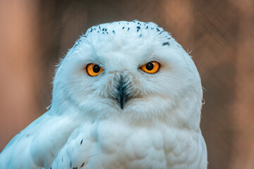 Obraz premium a great white arctic owl