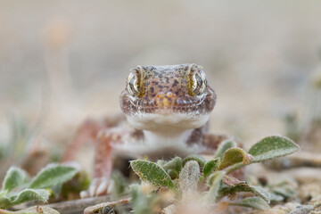 Southern short-fingered Gecko, Stenodactylus leptocosymbotes