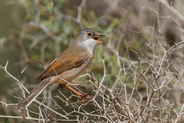 Brilgrasmus, Spectacled Warbler, Sylvia conspicillata conspicillata