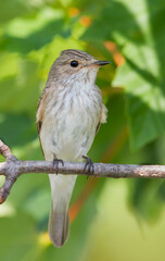 Spotted Flycatcher, Grauwe Vliegenvanger, Muscicapa striata ssp. striata