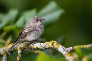 Grauwe Vliegenvanger, Spotted Flycatcher, Muscicapa striata striata