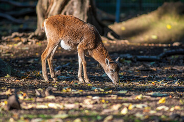 a young female Mouflon (Ovis gmelini musimon)