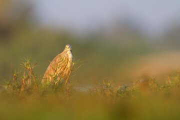 Ralreiger, Squacco Heron, Ardeola ralloides