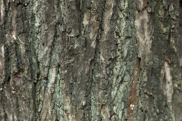 Close up view showing texture of the tree trunk