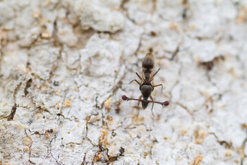 Stalk-eyed Fly, Chaetodiopsis meigenii