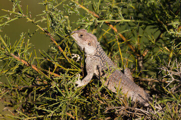 Starred Agama, Hardoen, Laudakia stellio