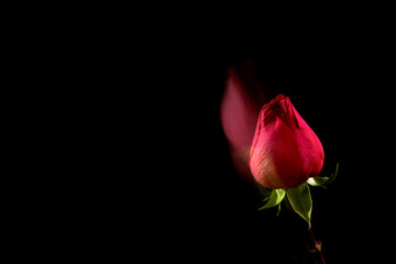 Fototapeta premium Pink rose on black background. Floral background.