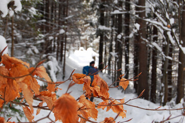 Liście w zaśnieżonym lesie, Zakopane, Polska