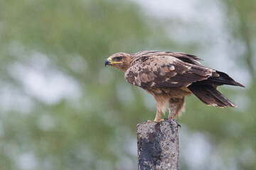 Steppearend, Steppe Eagle, Aquila nipalensis