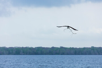 Fototapeta na wymiar OSPREY - AGUILA PESCADORA (Pandion haliaetus) also called sea hawk, river hawk, and fish hawk, Florida, Usa, América