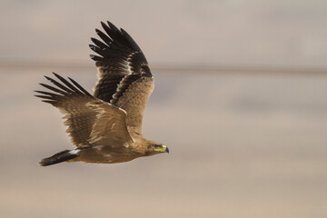 Steppe Eagle; Aquila Nipalensis