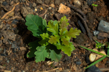 sprout in the ground