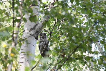 
owl on a birch branch