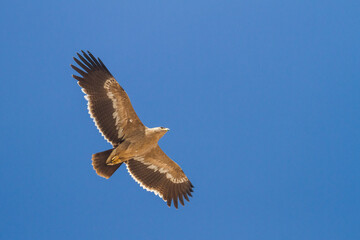 Fototapeta premium Steppe Eagle; Aquila Nipalensis