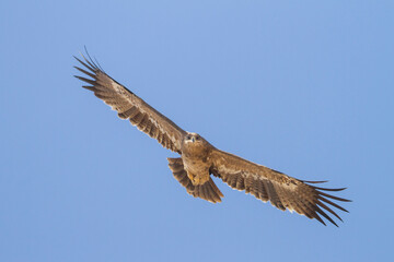 Steppe Eagle; Aquila Nipalensis
