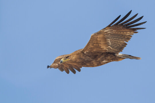 Steppe Eagle; Aquila Nipalensis