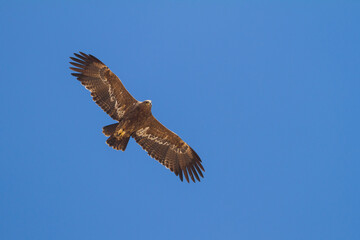 Obraz na płótnie Canvas Steppe Eagle; Aquila Nipalensis