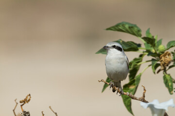 Steppe Grey Shrike; Lanius excubitor ssp. pallidirostris