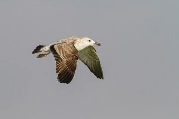 Steppemeeuw, Steppe Gull, Larus barabensis © AGAMI