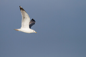 Fototapeta premium Steppemeeuw, Steppe Gull, Larus barabensis
