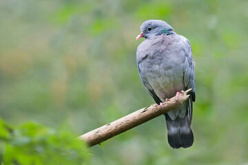 Holenduif, Stock Dove, Columba oenas