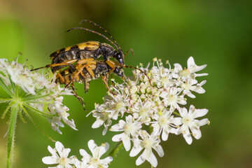 Geringelde Smalbok, Spotted Longhorn, Strangalia maculata