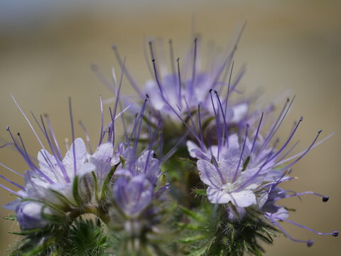 Bienenbl&uuml;te Phazelia