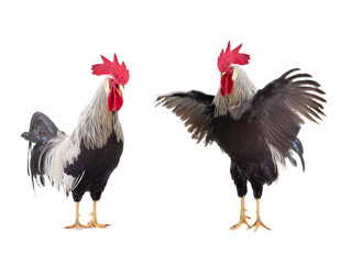  gray roosters isolated on white background