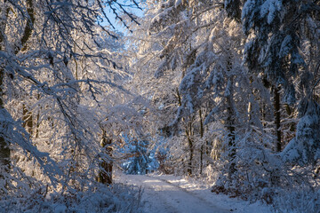Snow-covered trees in sunshine in the forest in Taunus - Germany