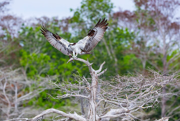 OSPREY - AGUILA PESCADORA (Pandion haliaetus) also called sea hawk, river hawk, and fish hawk, Florida, Usa, América