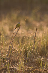 Sykes's Gele Kwikstaart, Sykes's Yellow Wagtail, Motacilla flava beema