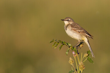 Sykes Wagtail, Motacilla flava beema