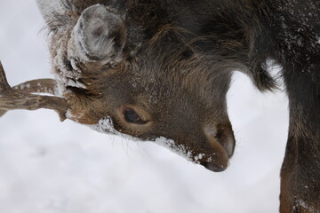 lowered head of a snowy deer