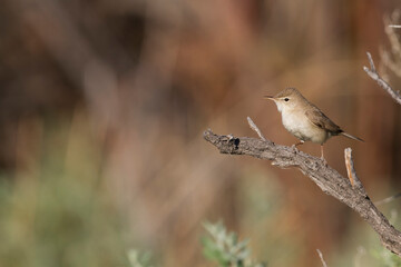 Sykes' Spotvogel, Syke's Warbler, Iduna rama