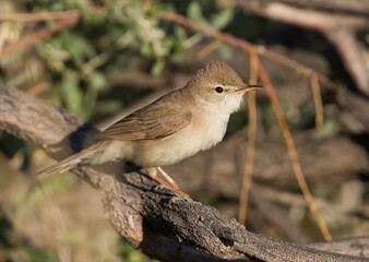 Sykes' Spotvogel, Syke's Warbler, Iduna rama