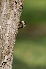 Syrische Bonte Specht, Syrian Woodpecker, Dendrocopos syriacus