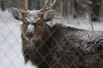 deer portrait